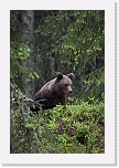 karhu  Ursus arctosDSC_4510 * 600 x 900 * (106KB)